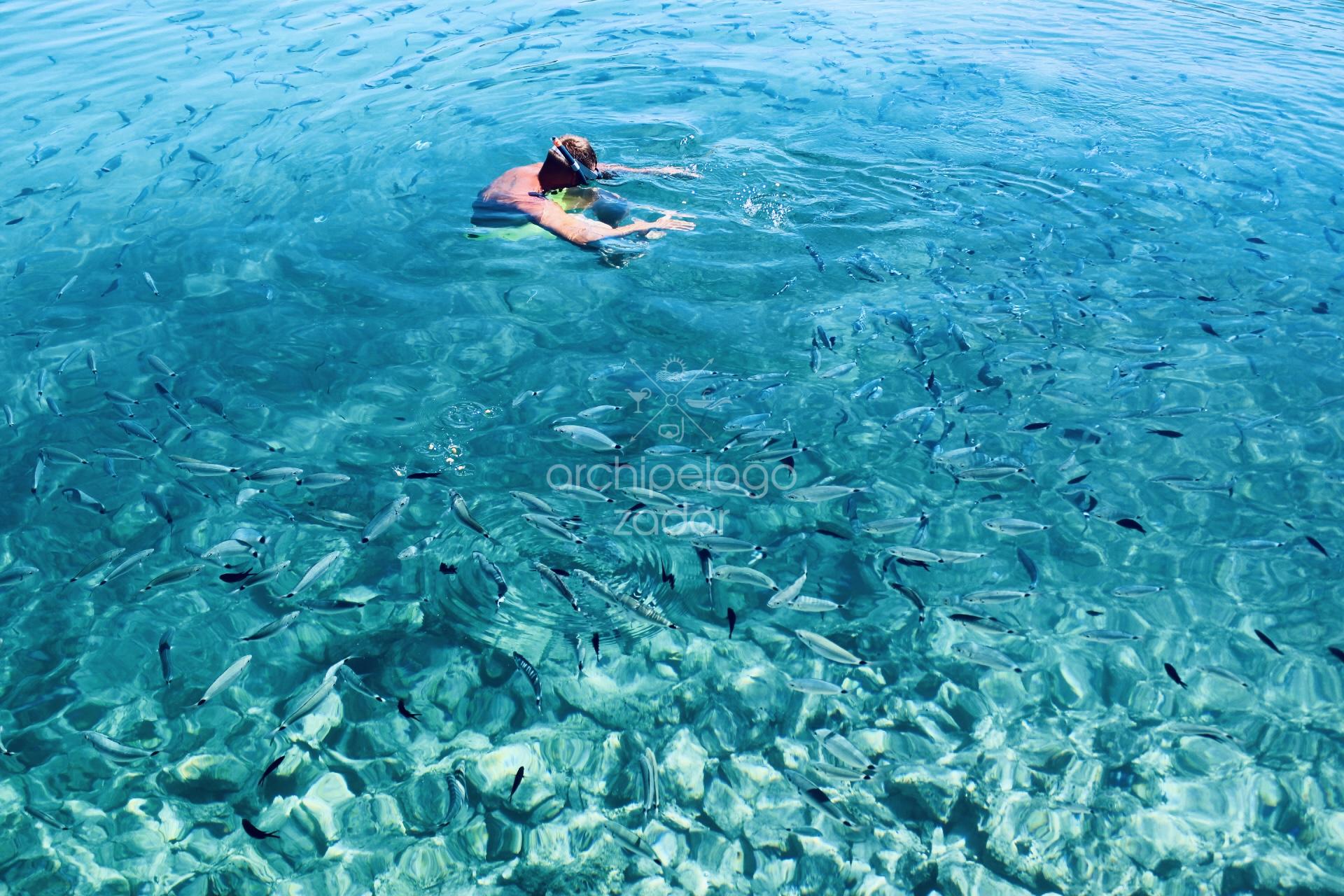 snorkeling spots in zadar snorkeling with fish