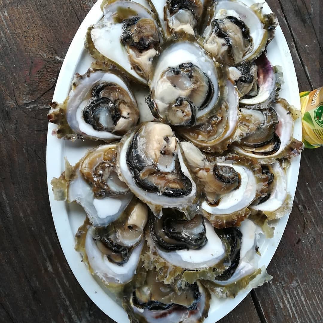 sestrunj island gastronomy oysters