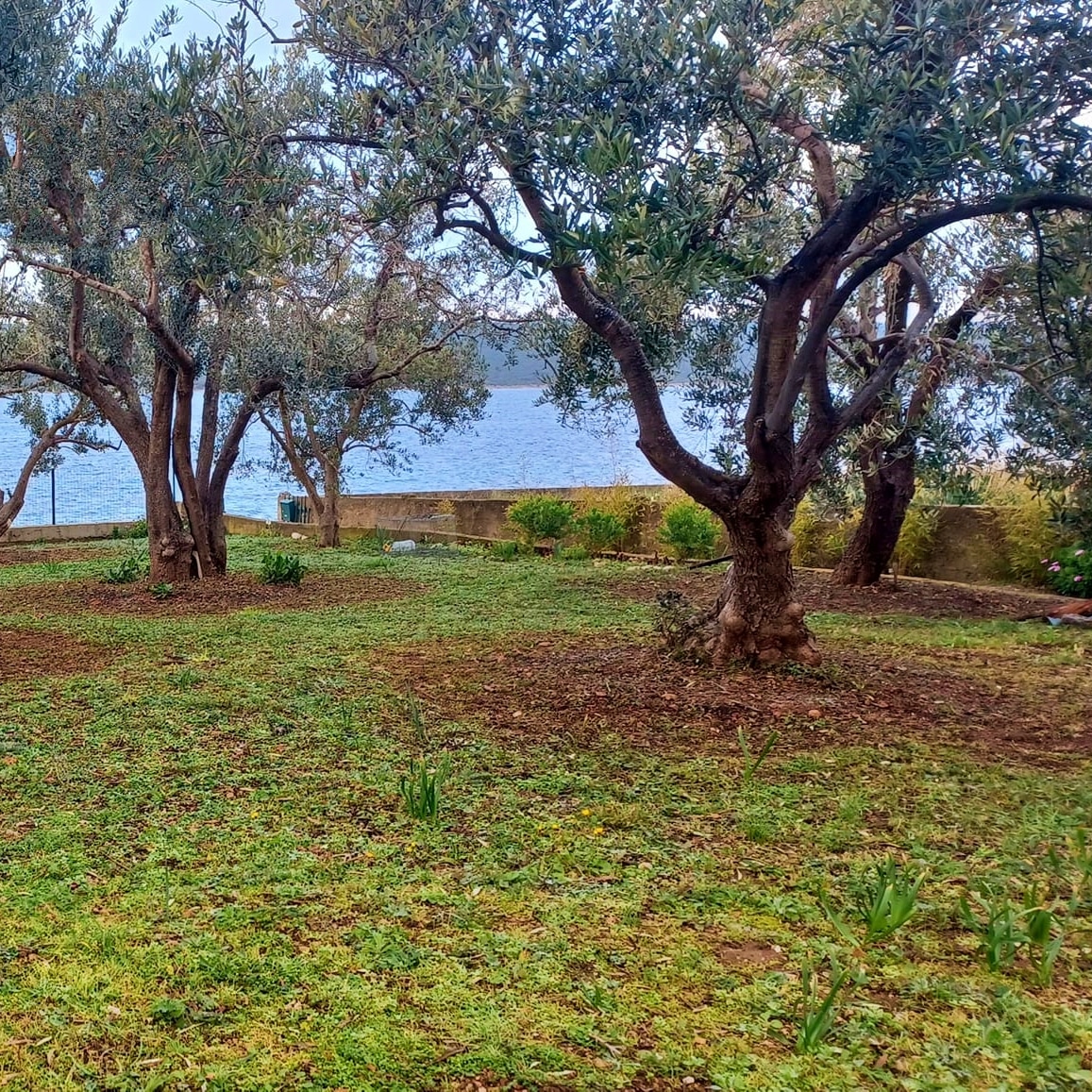 olive trees rivanj and seaview