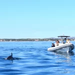 Morning Dolphins Encounter