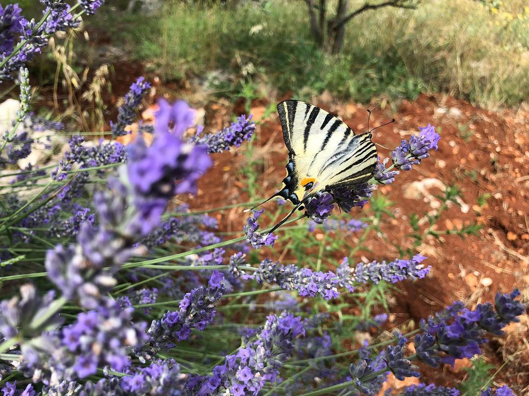 A detail of a butterfly on a lavender stalk