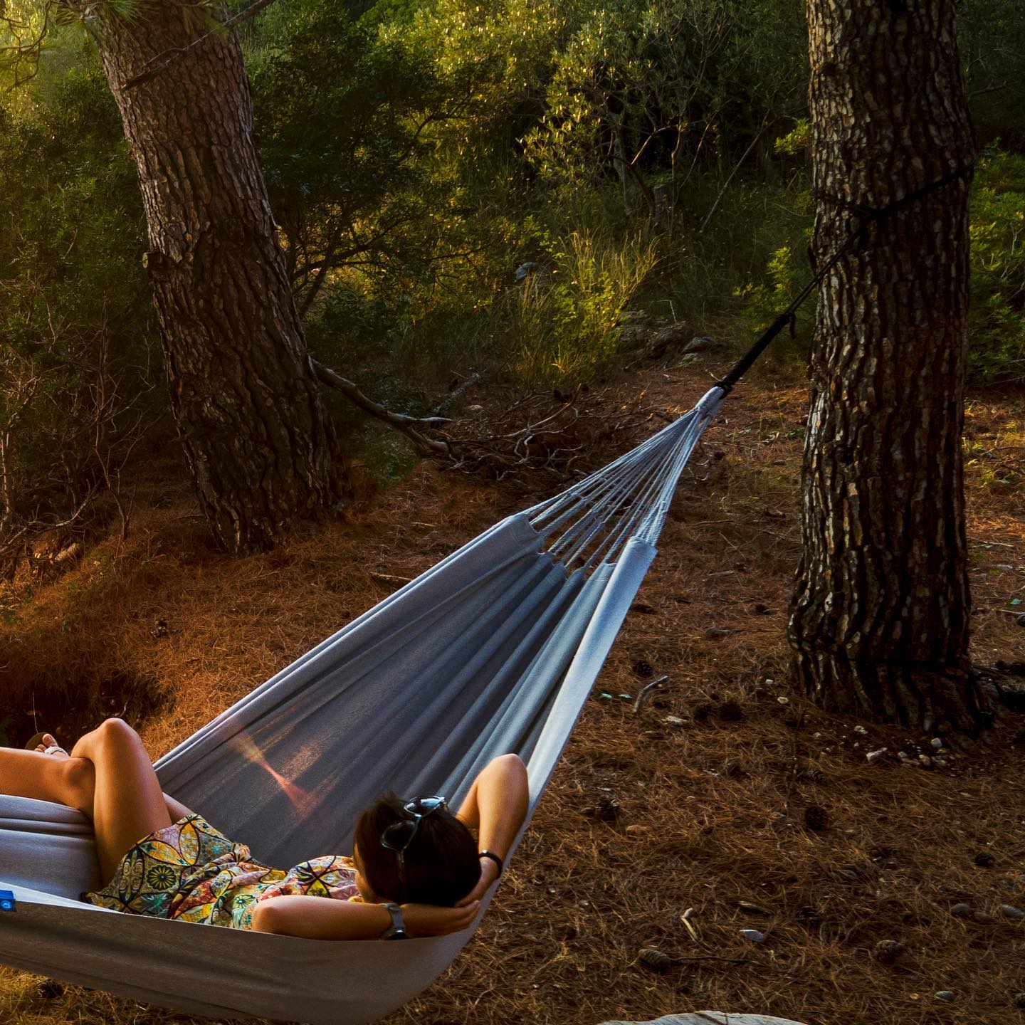 A hammock in a pine forest