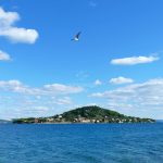 seagull over galevac island