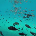 snorkeling with fish on a zadar boat tour