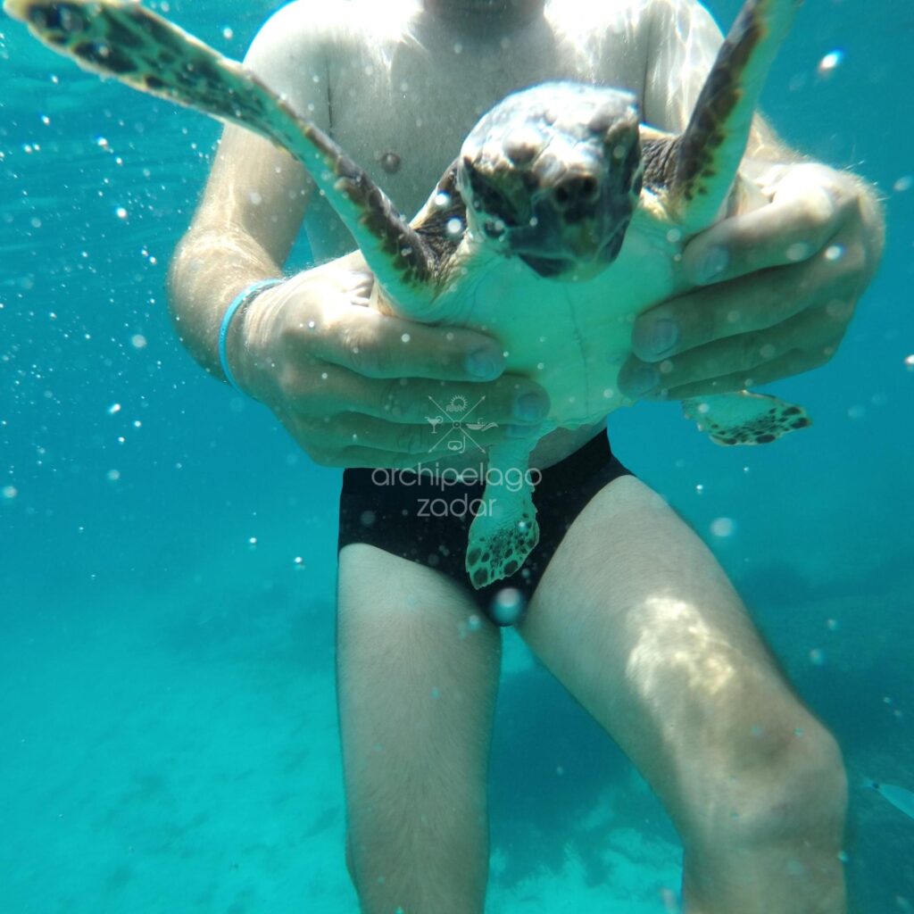 snorkeling-with-turtles-on-dugi-otok-boat-tour