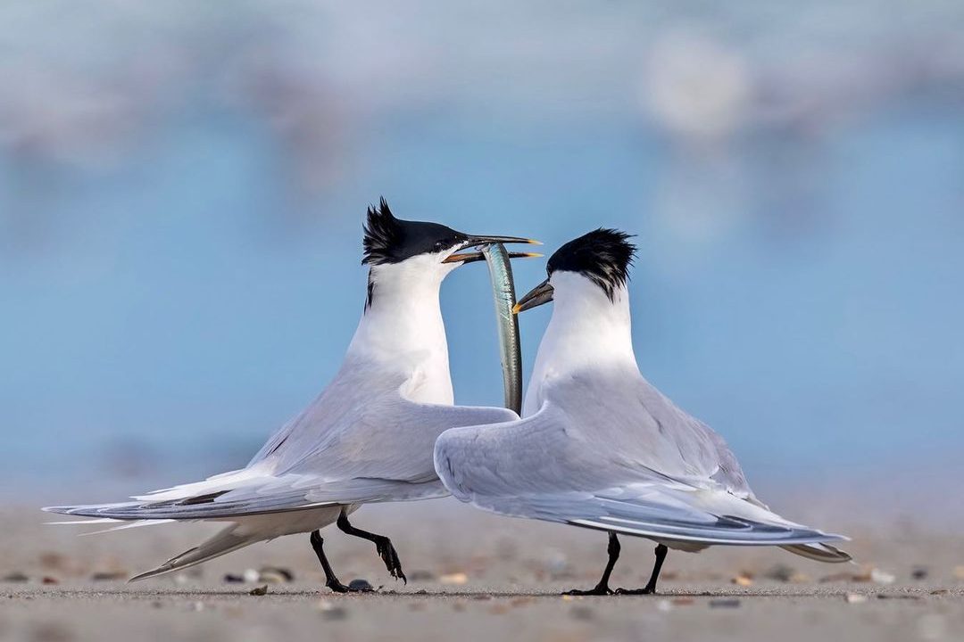 Sandwich Terns dancing with one another