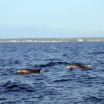 dolphins in the zadar archipelago