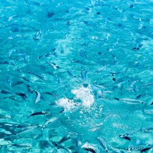fish-flock-lojena