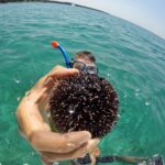 finding sea urchin while on a boat tour in zadar