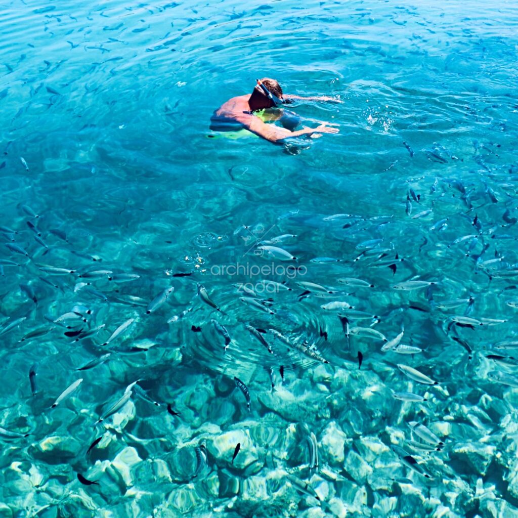 snorkeling with fish on a boat tour