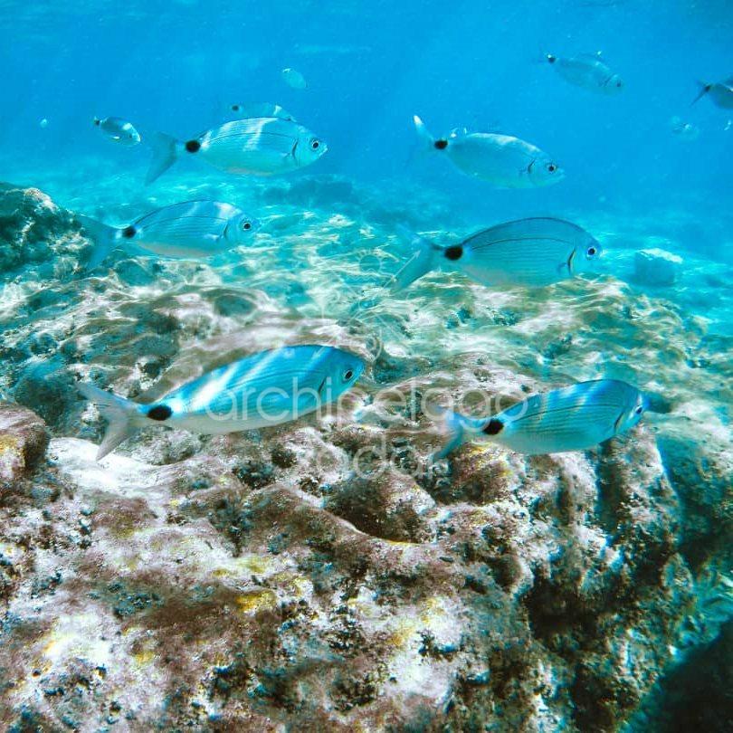 fish swim under water near Molat island