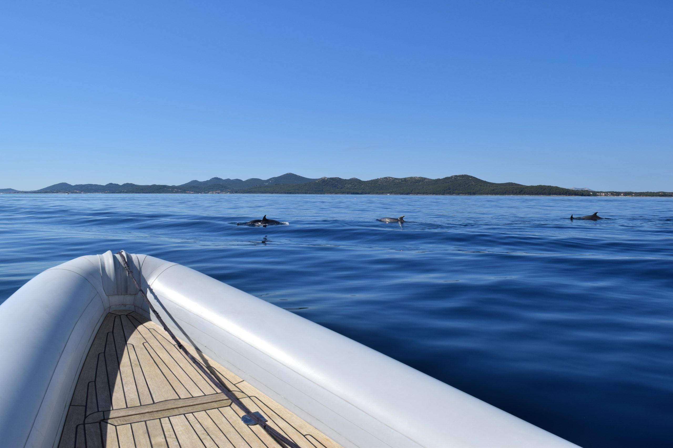 Dolphins in the Croatian Adriatic sea, near Permuda island