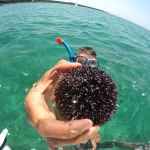 discovering wildlife on a boat trip to osljak