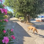 pets are welcome on your boat trip to osljak