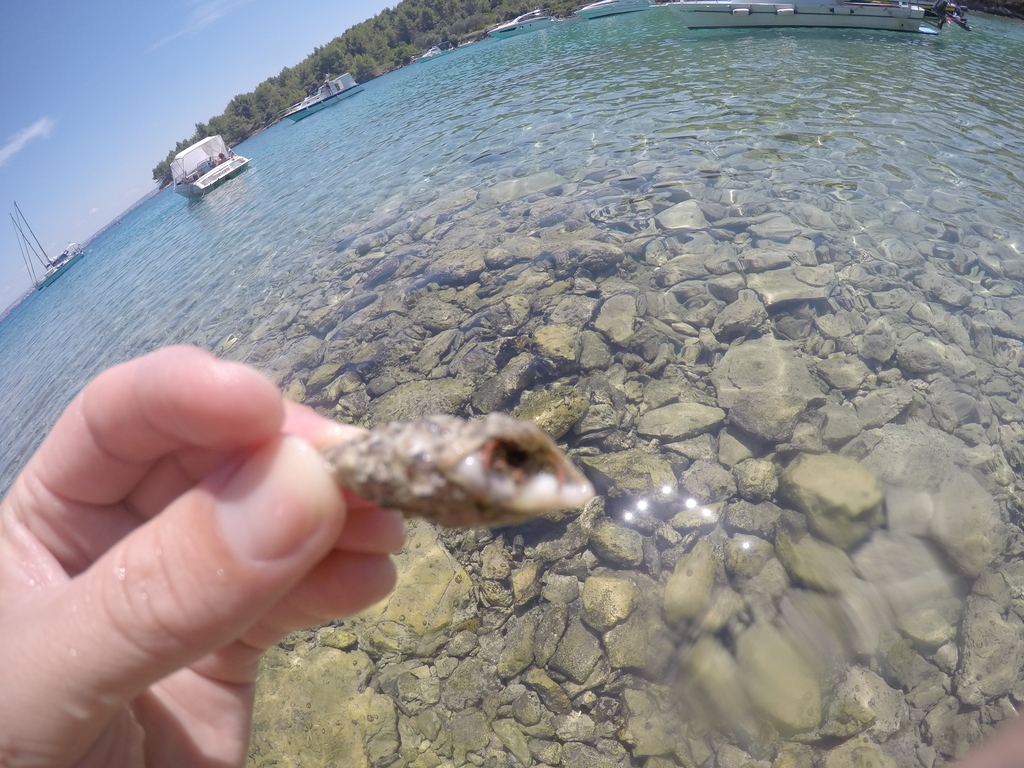 DCIM100GOPROGOPR2624. Frnaža bay boat trip with Zadar Archipelago - sea shell